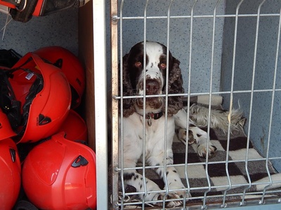 11040628_1175754499117868_5792416162856719682_n