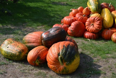 Wielkie dynie w Krasiejowie