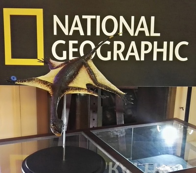 Ozimek Volans - najnowsze odkrycie z Krasiejowa