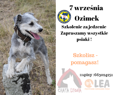 Szkolenie za jedzenie - Kolejna charytatywna akcja szkolenia psiaków w Ozimku