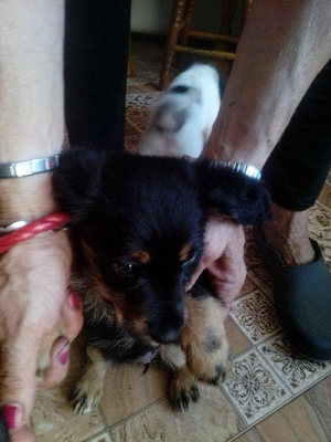 PIESKI SZUKAJĄ DOMU