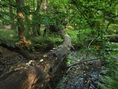 Rezerwat Srebrne Źródła