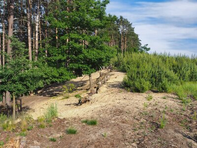 Wydma w okolicach Pustkowa