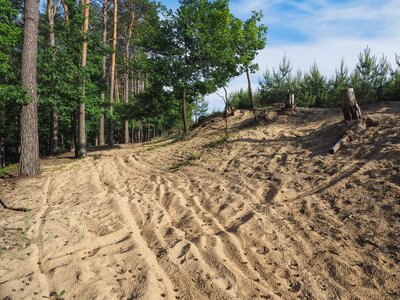 Wydma w okolicach Pustkowa