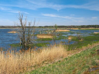 Jezioro Turawskie Duże - brzeg w okolicach Szczedrzyka