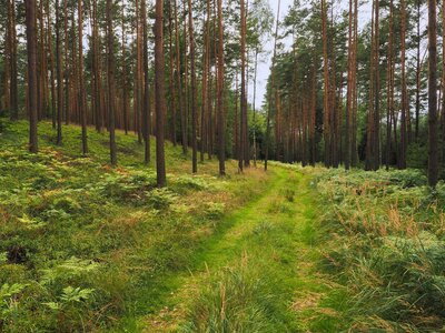 07 - Lasy Stobrawsko-Turawskie